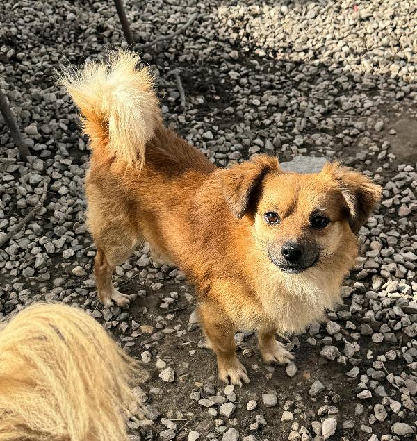 Cornelio 1 anno taglia piccola  Foto 5