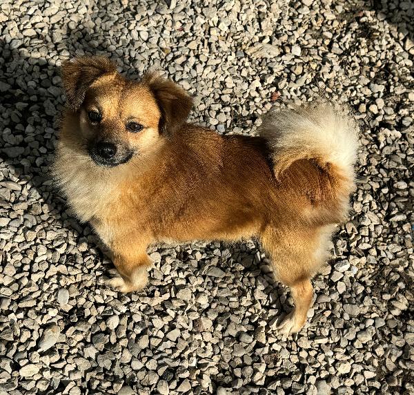 Cornelio 1 anno taglia piccola  Foto 6