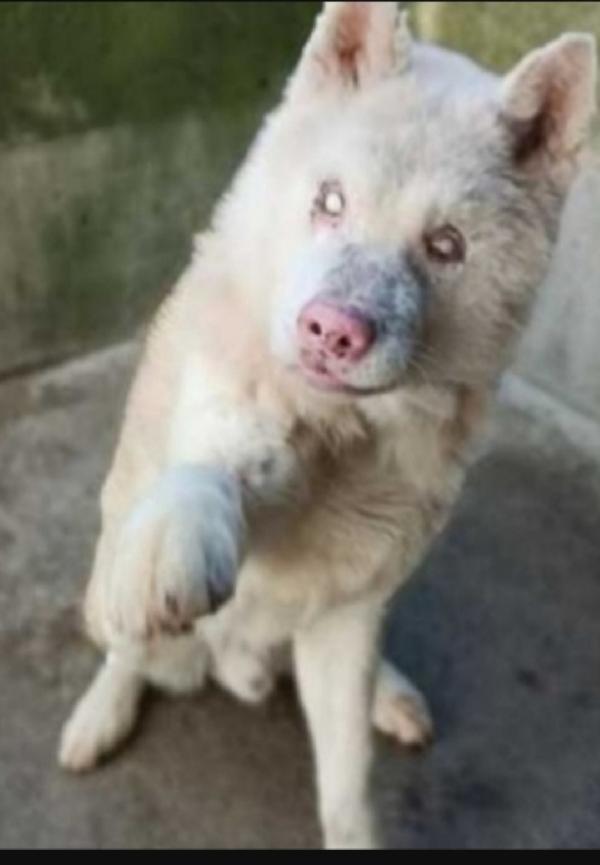 Akitainu 10Anni Cieco Portato In Canile Dai Padroni. Bergamo