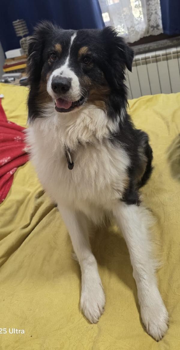 Charlie Meraviglioso Pastore Australiano 