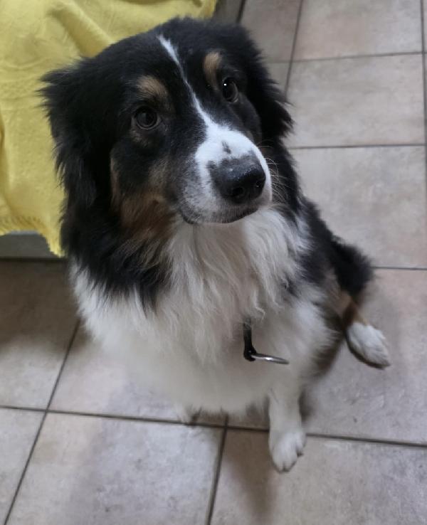 Charlie meraviglioso pastore australiano  Foto 3