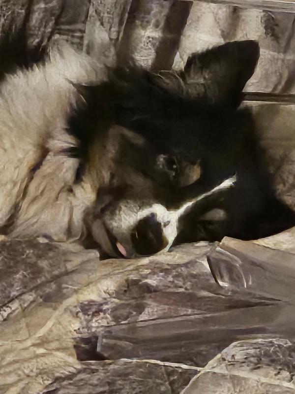 Charlie meraviglioso pastore australiano  Foto 4