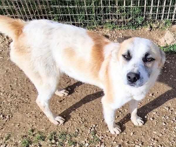 SIMON,E' INUTILE,NESSUNO CHIEDE DI TE..ADOTTABILE IN TUTTA ITALIA! Foto 3