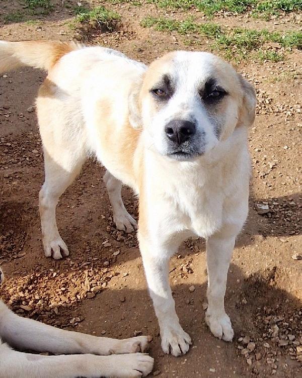 SIMON,E' INUTILE,NESSUNO CHIEDE DI TE..ADOTTABILE IN TUTTA ITALIA! Foto 4