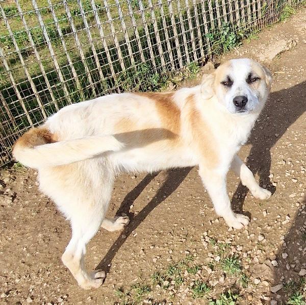 SIMON,E' INUTILE,NESSUNO CHIEDE DI TE..ADOTTABILE IN TUTTA ITALIA! Foto 6