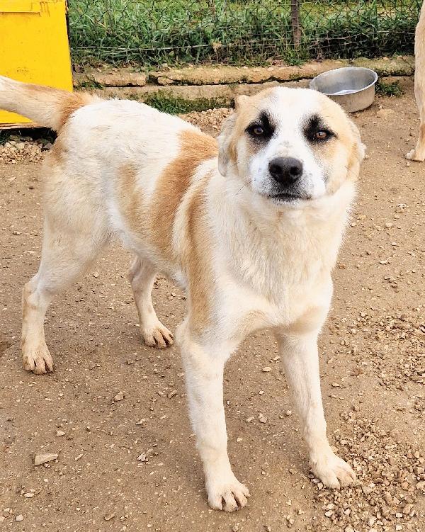 SIMON,E' INUTILE,NESSUNO CHIEDE DI TE..ADOTTABILE IN TUTTA ITALIA! Foto 7