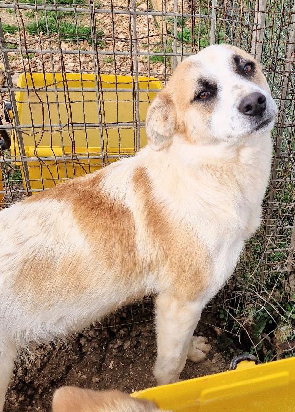 SIMON,E' INUTILE,NESSUNO CHIEDE DI TE..ADOTTABILE IN TUTTA ITALIA! Foto 8