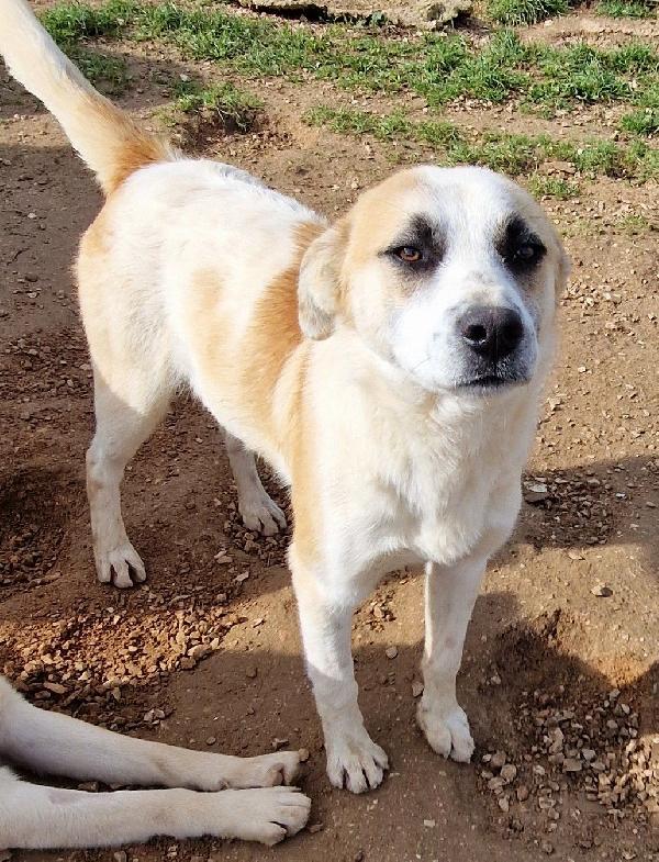 SIMON,E' INUTILE,NESSUNO CHIEDE DI TE..ADOTTABILE IN TUTTA ITALIA! Foto 10
