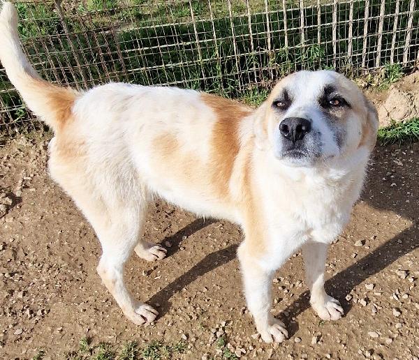 SIMON,E' INUTILE,NESSUNO CHIEDE DI TE..ADOTTABILE IN TUTTA ITALIA! Foto 11