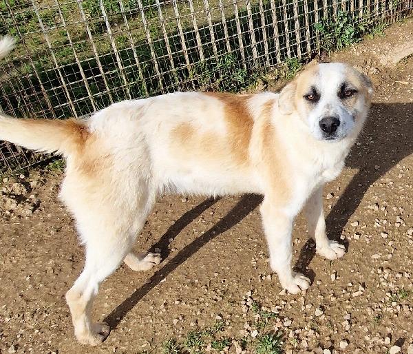 SIMON,E' INUTILE,NESSUNO CHIEDE DI TE..ADOTTABILE IN TUTTA ITALIA! Foto 12