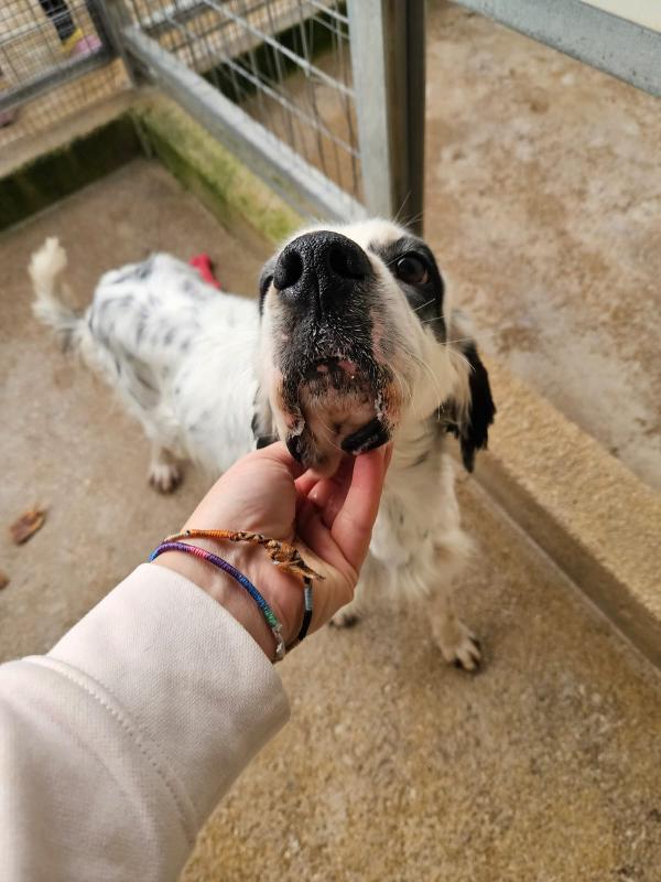 Zeus giovane splendido Setter cerca casa  Foto 4