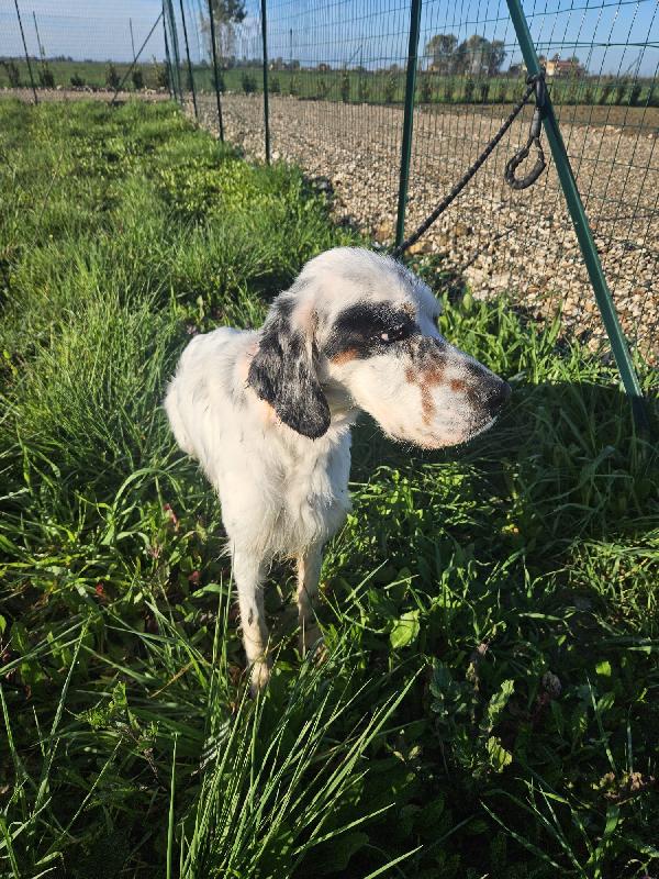 Zeus giovane splendido Setter cerca casa  Foto 5