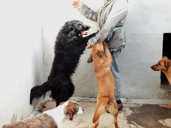 Rupert buono e socievole Foto 3