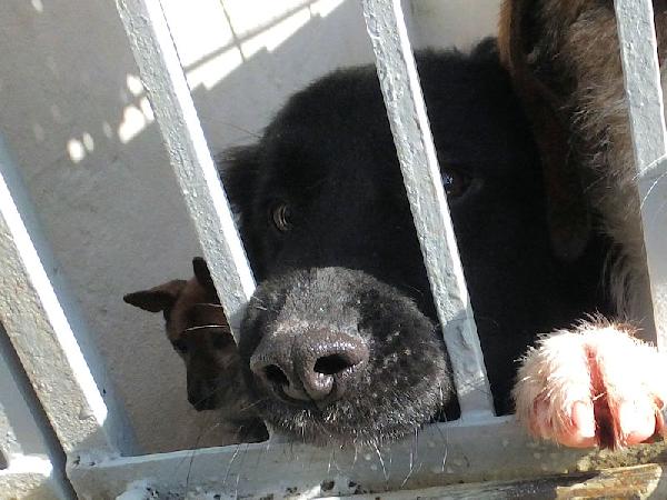 Rupert buono e socievole Foto 4