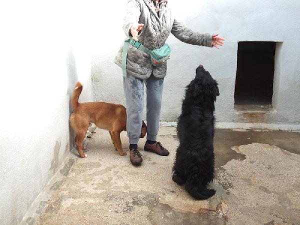 Rupert buono e socievole Foto 6