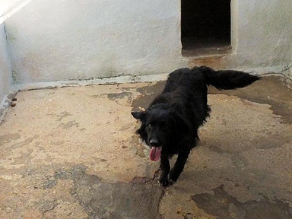 Rupert buono e socievole Foto 8