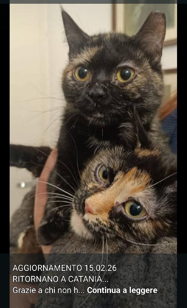 2Micie 18Mesi  1Anno In Bagno! Urgentissimo Milano