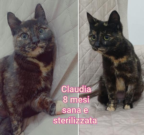 Bellissimi miciottini  Foto 2