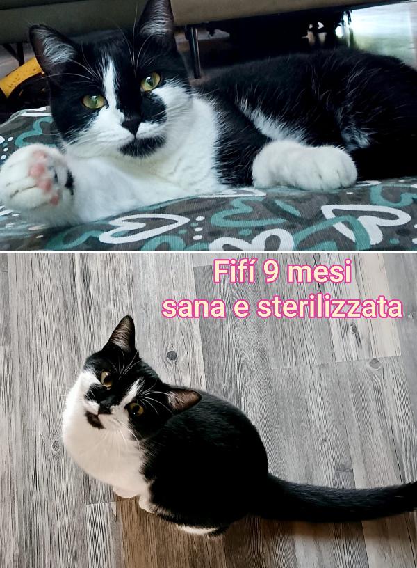 Bellissimi miciottini  Foto 3