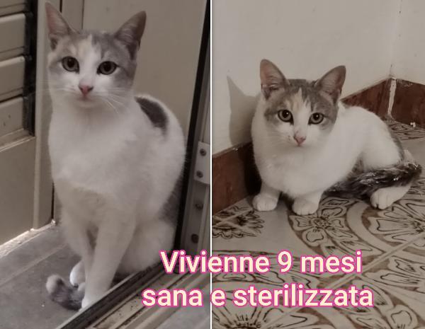 Bellissimi miciottini  Foto 4