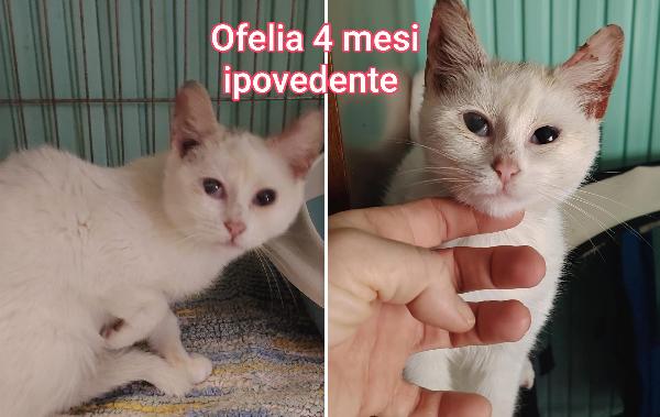 Bellissimi miciottini  Foto 9