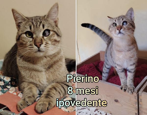 Bellissimi miciottini  Foto 10