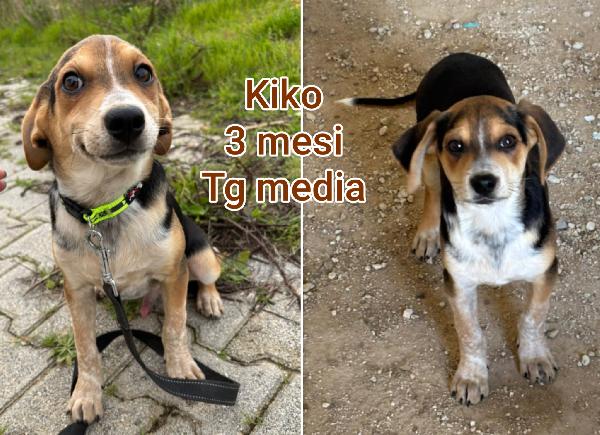 Emergenza cuccioli  Foto 4