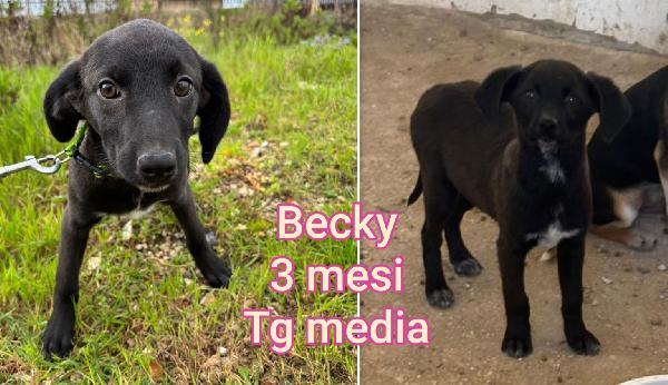 Emergenza cuccioli  Foto 6