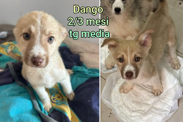 Emergenza cuccioli  Foto 7