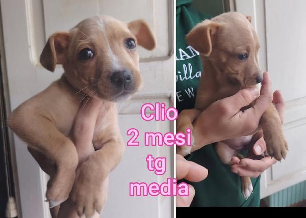 Emergenza cuccioli  Foto 9