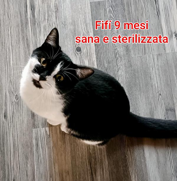 Siamo sommerse dai gattini  Foto 2