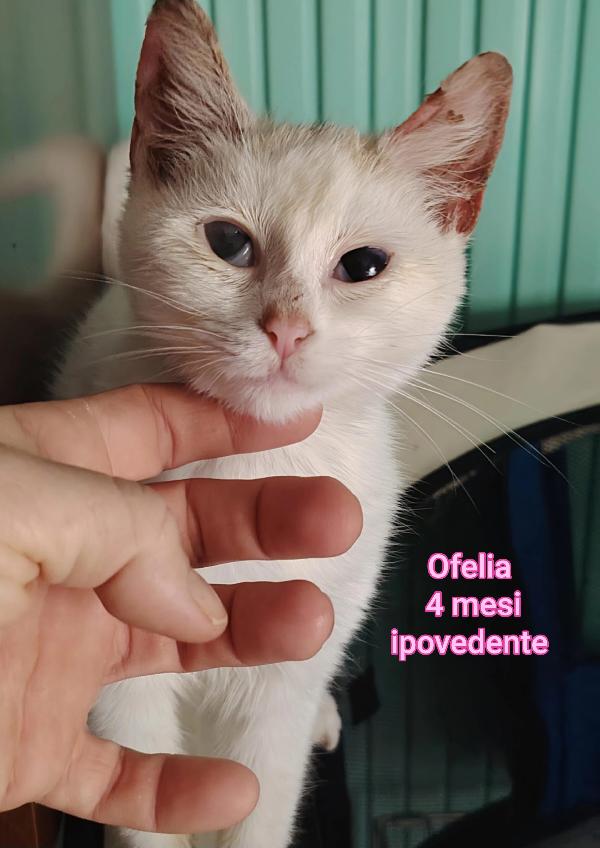 Siamo sommerse dai gattini  Foto 6