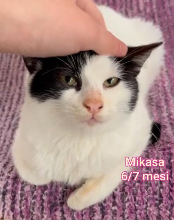 Siamo sommerse dai gattini  Foto 9