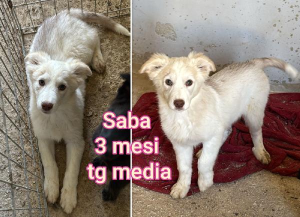 Cuccioli abbandonati dai 2 mesi Foto 3