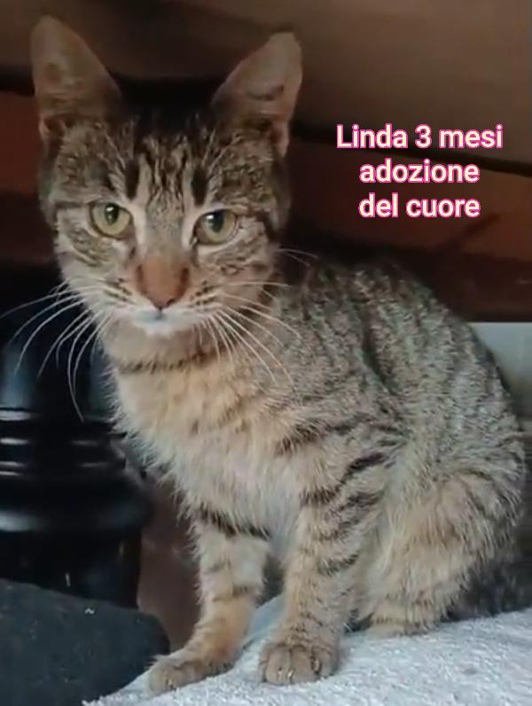 GATTINI SENZA FUTURO Foto 2