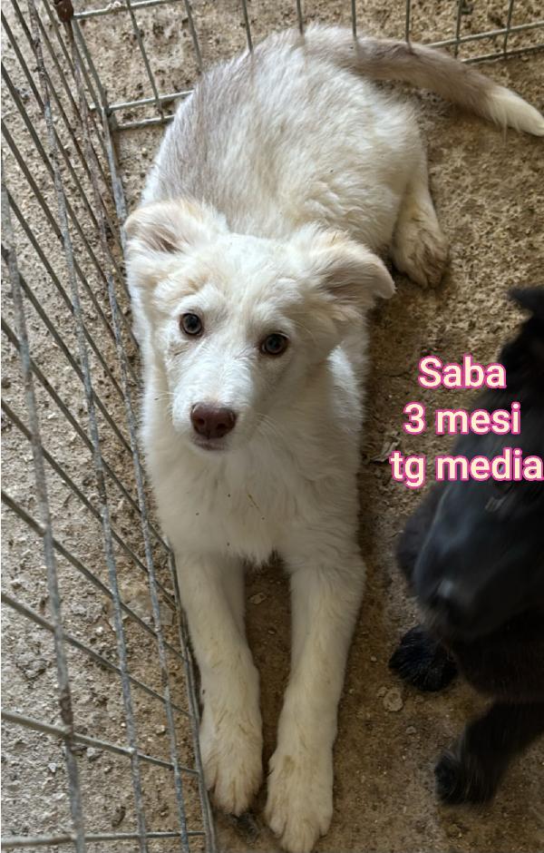 Cuccioli buttati a morire  Foto 3