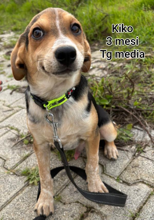 Cuccioli buttati a morire  Foto 5