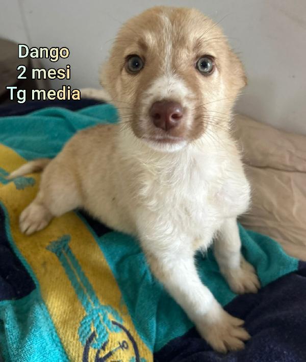 Cuccioli buttati a morire  Foto 8