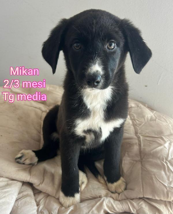 Cuccioli buttati a morire  Foto 9