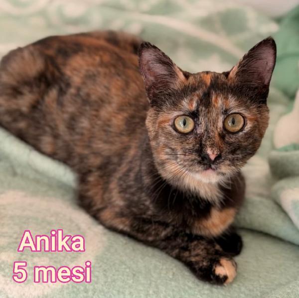 TANTI GATTINI SOLI! Foto 3