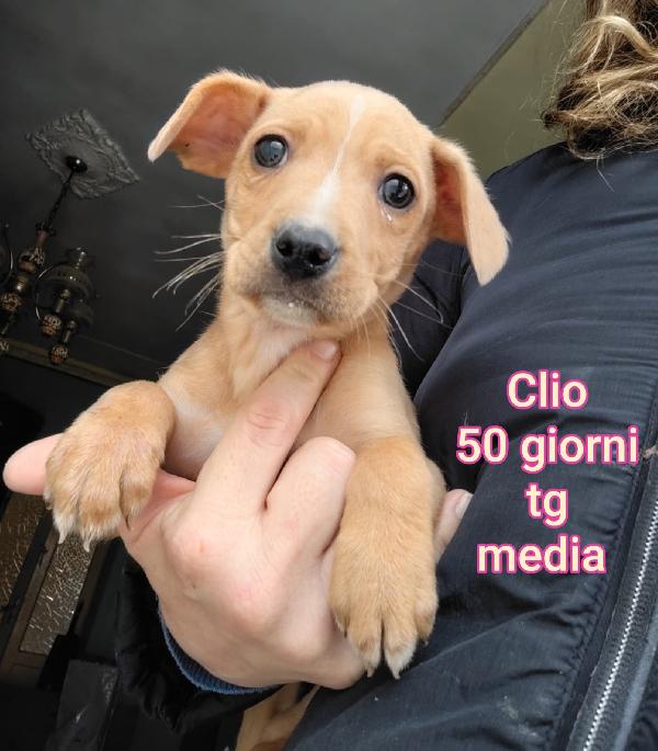 TANTI CUCCIOLI SOLI!! Foto 3