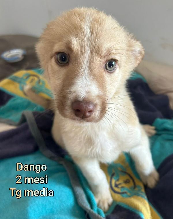 TANTI CUCCIOLI SOLI!! Foto 5