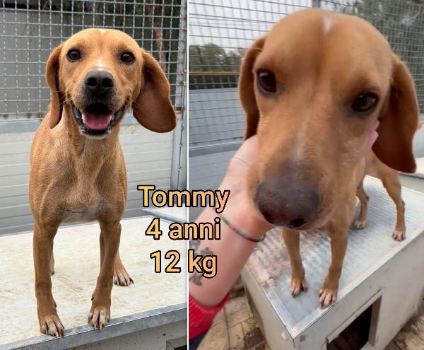 Piccoli Cagnolini Da Salvare 