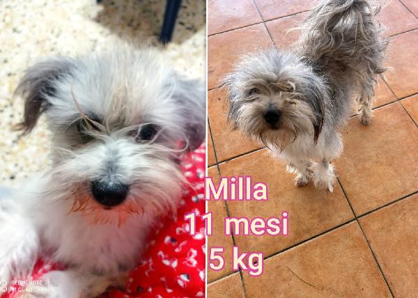 Piccoli cagnolini da salvare  Foto 6