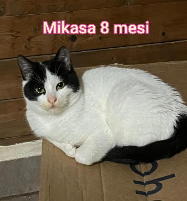 TENERISSIMI MICINI ESCLUSI DA TUTTI  Foto 2