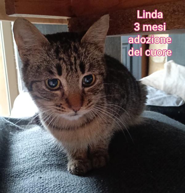 TENERISSIMI MICINI ESCLUSI DA TUTTI  Foto 9