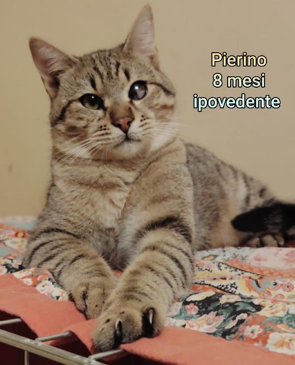 TENERISSIMI MICINI ESCLUSI DA TUTTI  Foto 11