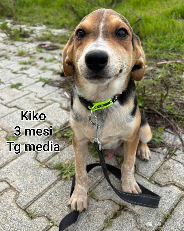 Ancora Troppi Cuccioli Senza Casa