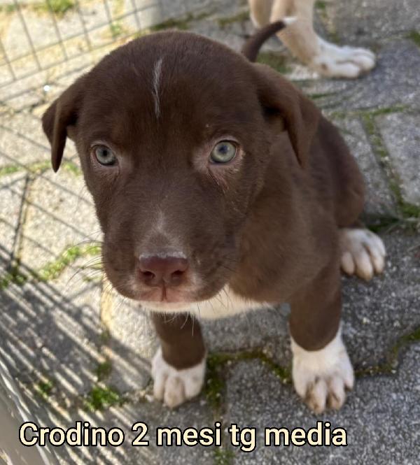 Ancora troppi cuccioli senza casa Foto 5