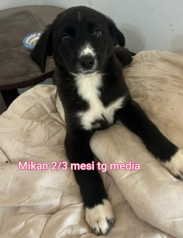 Ancora troppi cuccioli senza casa Foto 8